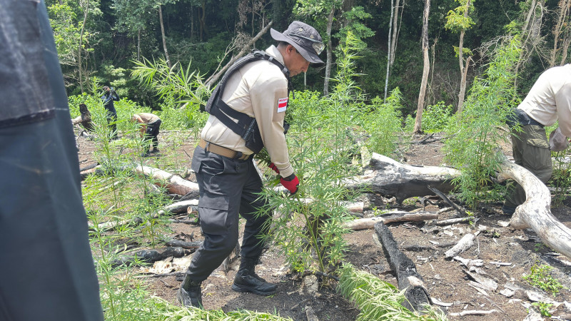 Kapolda Aceh Turun Langsung Musnahkan Ladang Ganja di Lampanah