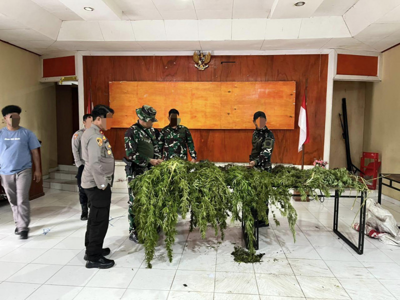 Tim Gabungan Satgas Damai Cartenz, Polres Pegunungan Bintang dan TNI Temukan Ladang Ganja dalam Patroli Taktis