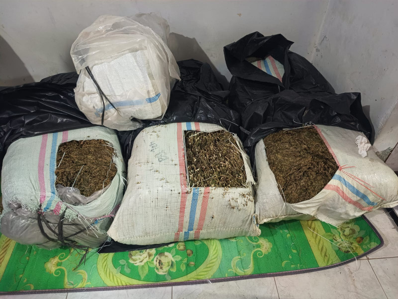 Polda Aceh Tangkap 50 Kg Ganja di Bireuen, Satu Terduga Pelaku Diamankan